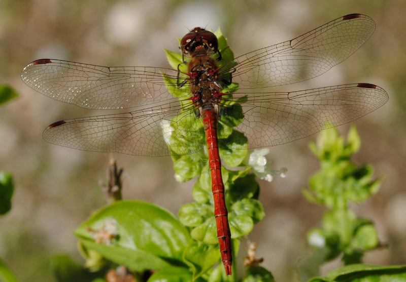 Id. - Sympetrum ?